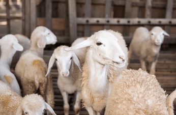 Sheep-products.jpg